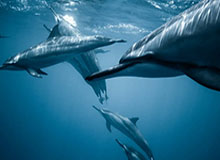 圆梦，李梦与偶像詹姆斯交换礼物合影，场上同做霸王步庆祝